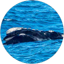 Pierre Gohl profile picture